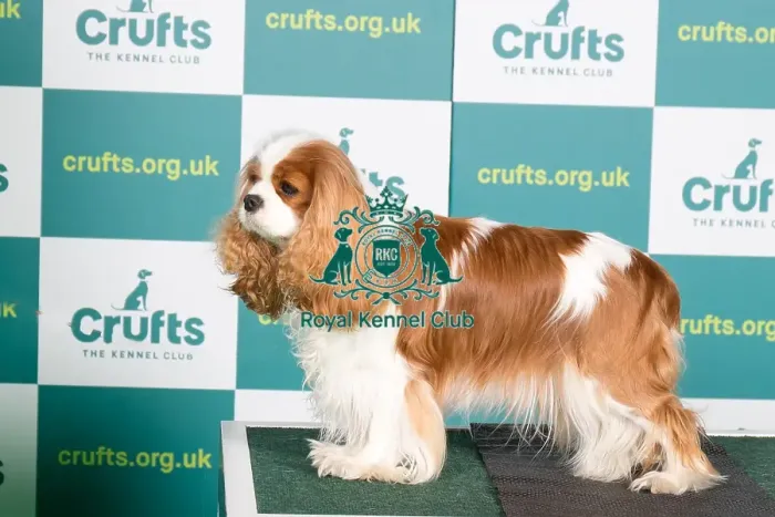 Framed Print : Best of Breed CAVALIER KING CHARLES SPANIEL Crufts 2022 Framed Print : Best of Breed CAVALIER KING CHARLES SPANIEL Crufts 2022