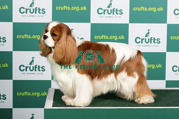 Best of Breed CAVALIER KING CHARLES SPANIEL Crufts 2023