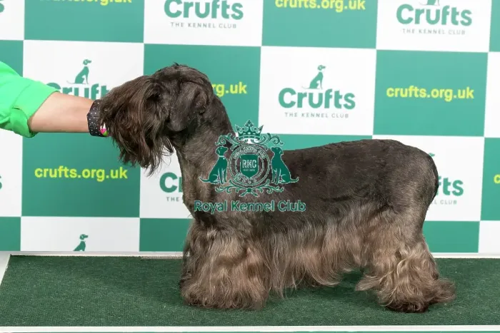 Framed Print : Best of Breed CESKY TERRIER Crufts 2023