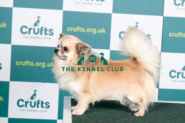 Best of Breed CHIHUAHUA (LONG COAT) Crufts 2022