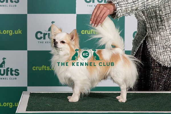 Best of Breed CHIHUAHUA (LONG COAT) Crufts 2023