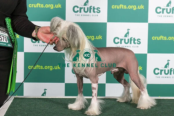 Best of Breed CHINESE CRESTED Crufts 2023