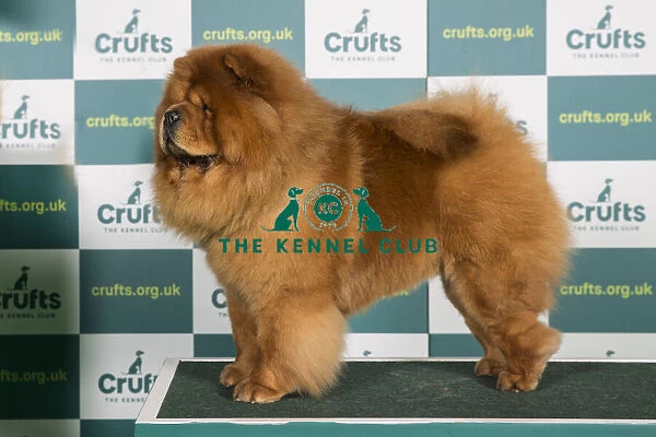 Best of Breed CHOW CHOW Crufts 2022