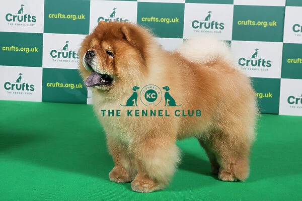Best of Breed Chow Chow Crufts 2023