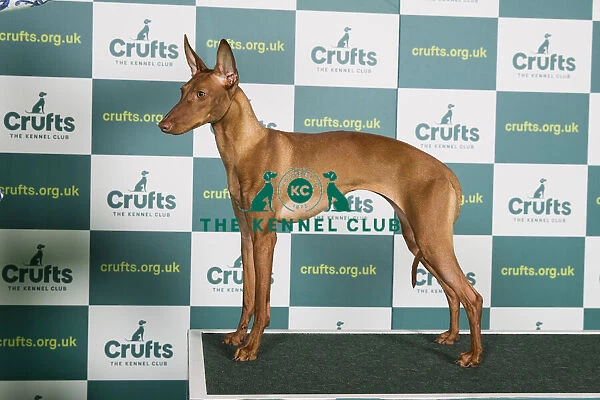 Best of Breed CIRNECO DELL ETNA Crufts 2022