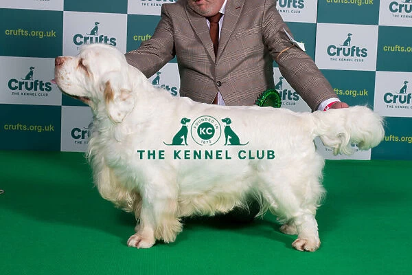 Best of Breed Clumber Spaniel Crufts 2022