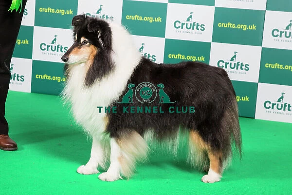 Best of Breed COLLIE (ROUGH) Crufts 2023