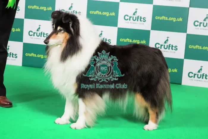 Framed Print : Best of Breed COLLIE (ROUGH) Crufts 2023 Framed Print : Best of Breed COLLIE (ROUGH) Crufts 2023