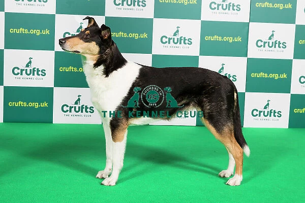 Best of Breed COLLIE (SMOOTH) Crufts 2023