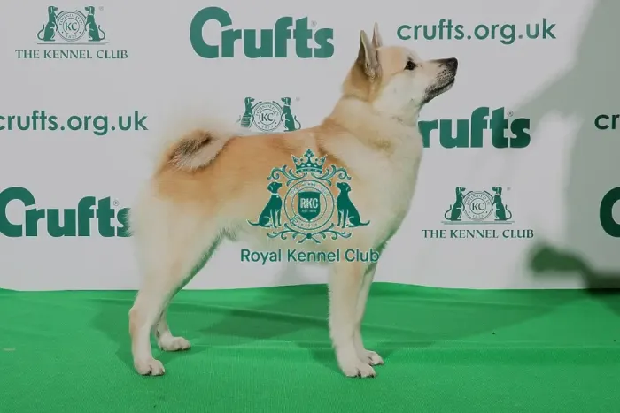 Framed Print : Best of Breed Crufts 2020 NORWEGIAN BUHUND