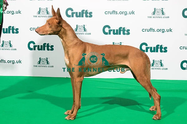 Best of Breed Crufts 2020 PHARAOH HOUND