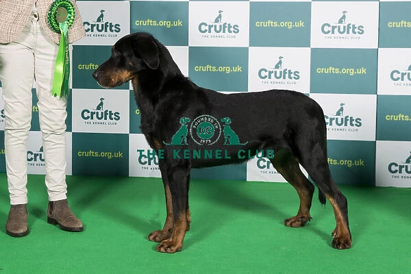 Best of Breed Crufts 2022 Beauceron
