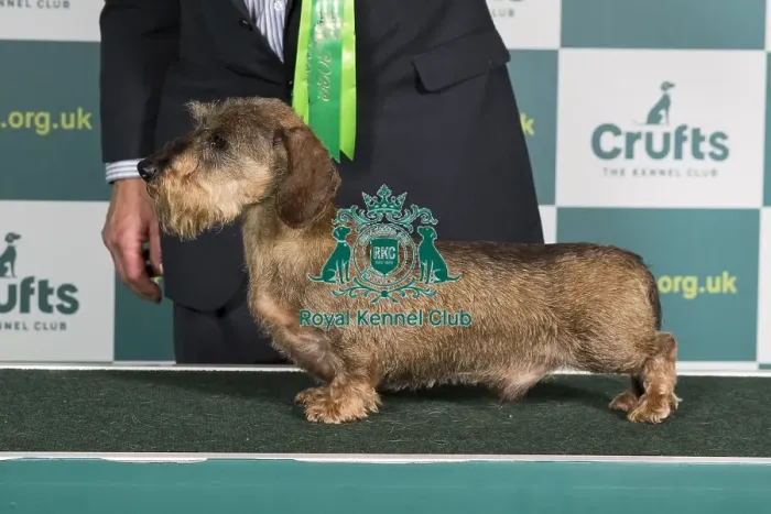 Framed Print : Best of Breed Crufts 2022 DACHSHUND (MINIATURE WIRE HAIRED) Framed Print : Best of Breed Crufts 2022 DACHSHUND (MINIATURE WIRE HAIRED)