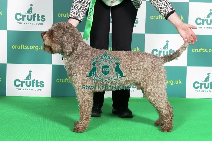 Framed Print : Best of Breed Crufts 2022 LAGOTTO ROMAGNOLO (IMP) Framed Print : Best of Breed Crufts 2022 LAGOTTO ROMAGNOLO (IMP)