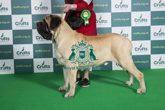 Framed Print : Best of Breed Crufts 2022 Mastiff Framed Print : Best of Breed Crufts 2022 Mastiff