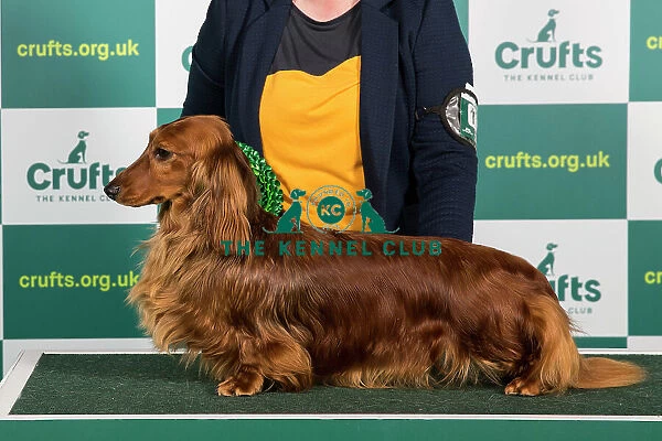 Best of Breed DACHSHUND (LONG HAIRED) Crufts 2023