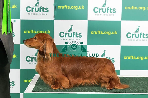 Best of Breed DACHSHUND (MINIATURE LONG HAIRED) Crufts 2023