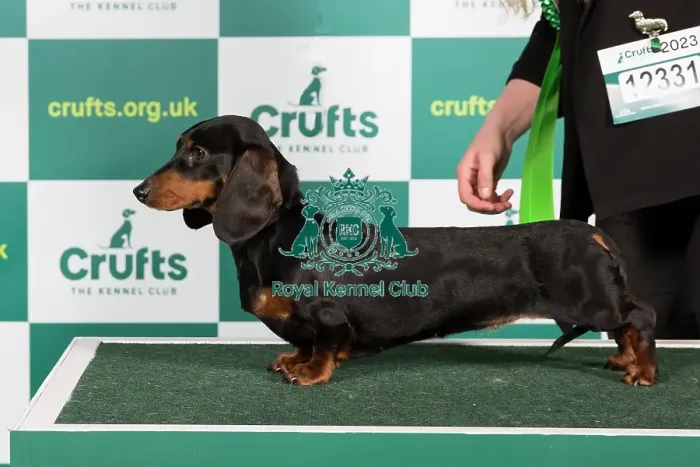 Framed Print : Best of Breed DACHSHUND (MINIATURE SMOOTH HAIRED) Crufts 2023