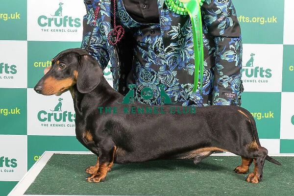 Best of Breed DACHSHUND (SMOOTH HAIRED) Crufts 2023