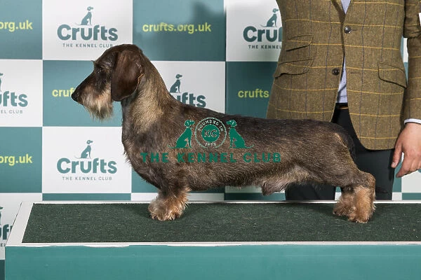 Best of Breed DACHSHUND (WIRE HAIRED) Crufts 2022
