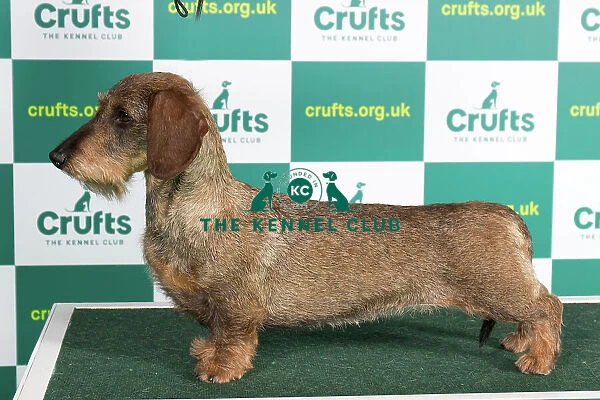 Best of Breed DACHSHUND (WIRE HAIRED) Crufts 2023
