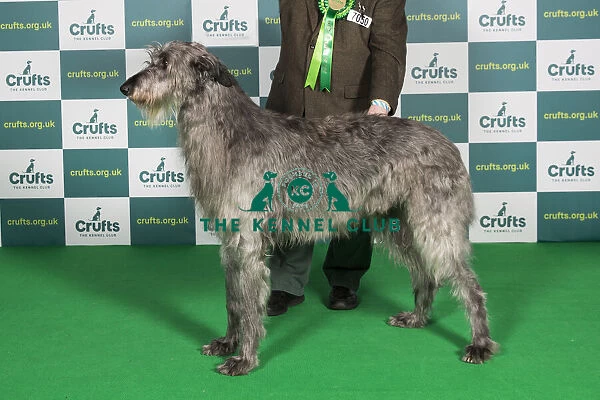 Best of Breed Deerhound Crufts 2022