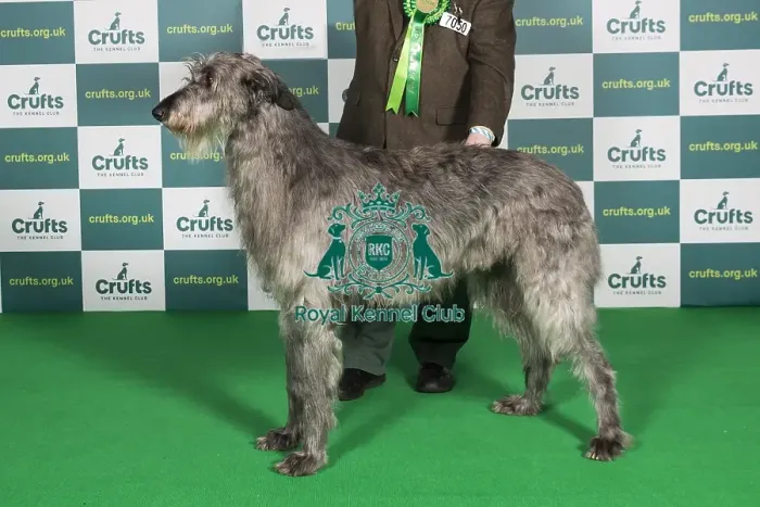 Framed Print : Best of Breed Deerhound Crufts 2022