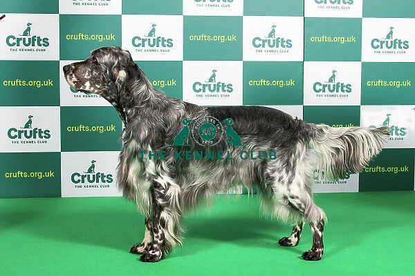 Best of Breed ENGLISH SETTER Crufts 2023