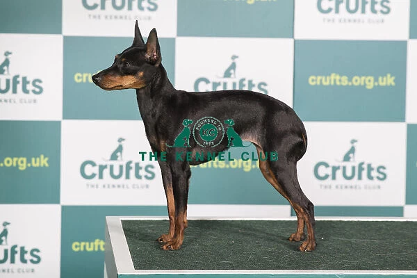 Best of Breed English Toy Terrier Crufts 2022