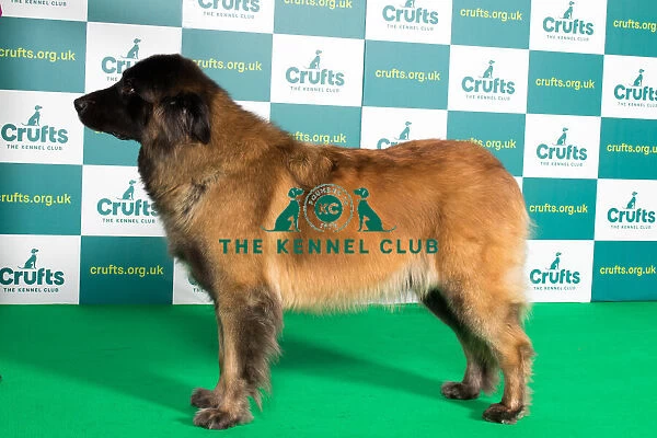 Best of Breed ESTRELA MOUNTAIN DOG Crufts 2022