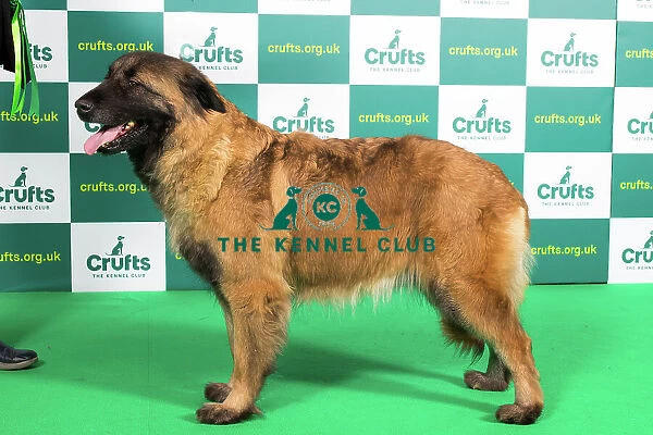 Best of Breed ESTRELA MOUNTAIN DOG (NONCC) Crufts 2023