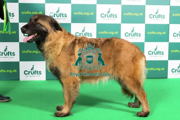 Framed Print : Best of Breed ESTRELA MOUNTAIN DOG (NONCC) Crufts 2023 Framed Print : Best of Breed ESTRELA MOUNTAIN DOG (NONCC) Crufts 2023