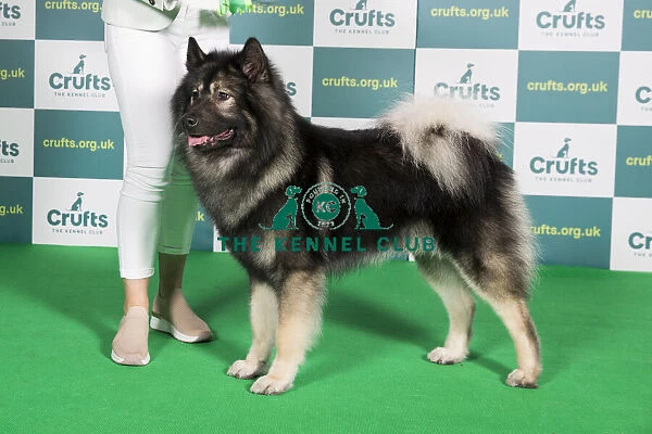 Best of Breed EURASIER Crufts 2022