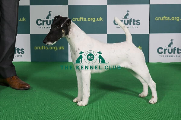 Best of Breed FOX TERRIER (SMOOTH) Crufts 2022
