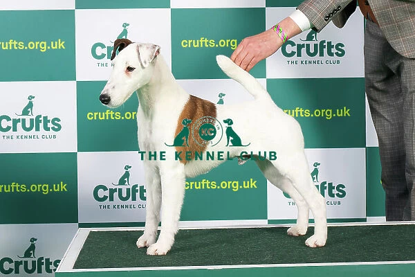 Best of Breed FOX TERRIER (SMOOTH) Crufts 2023