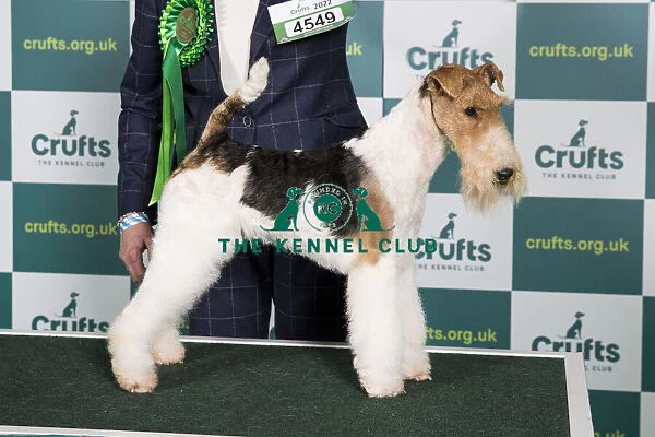 Best of Breed FOX TERRIER (WIRE) Crufts 2022
