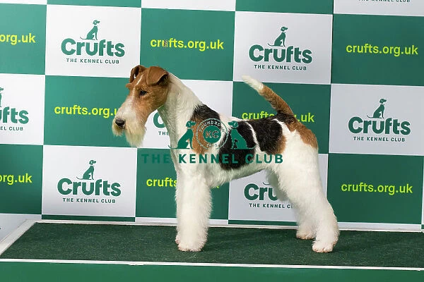 Best of Breed FOX TERRIER (WIRE) Crufts 2023