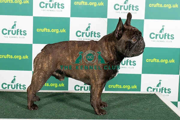 Best of Breed FRENCH BULLDOG Crufts 2023