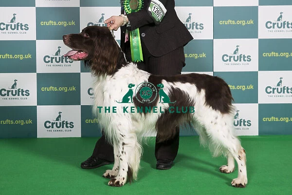 Best of Breed GERMAN LONGHAIRED POINTER Crufts 2022