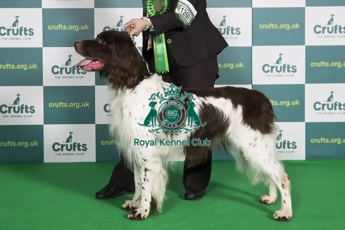 Framed Print : Best of Breed GERMAN LONGHAIRED POINTER Crufts 2022