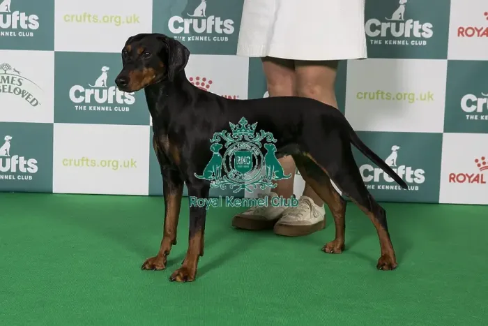 Framed Print : Best of Breed German Pinscher 2025 Framed Print : Best of Breed German Pinscher 2025