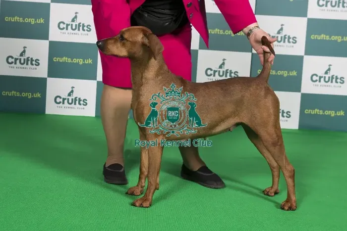 Framed Print : Best of Breed German Pinscher Crufts 2022