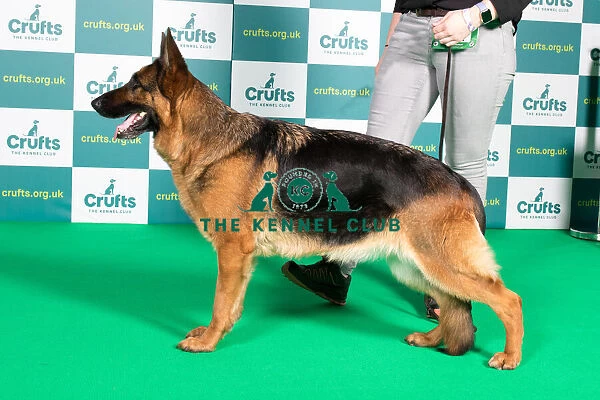 Best of Breed GERMAN SHEPHERD DOG Crufts 2022