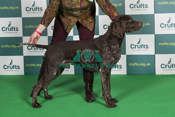 Best of Breed GERMAN SHORTHAIRED POINTER Crufts 2022