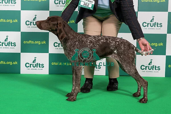 Best of Breed German Shorthaired Pointer Crufts 2023