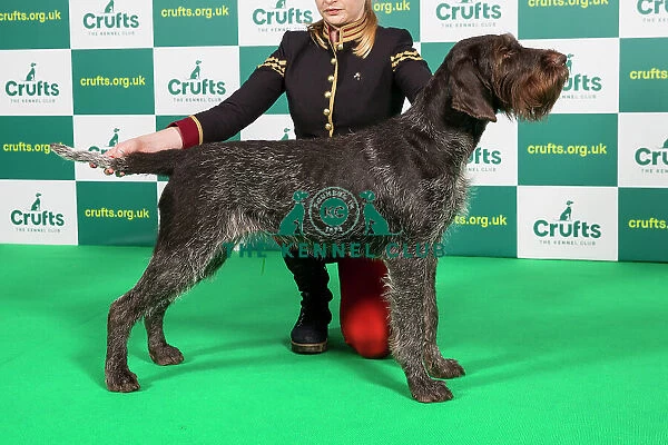 Best of Breed GERMAN WIREHAIRED POINTER Crufts 2023