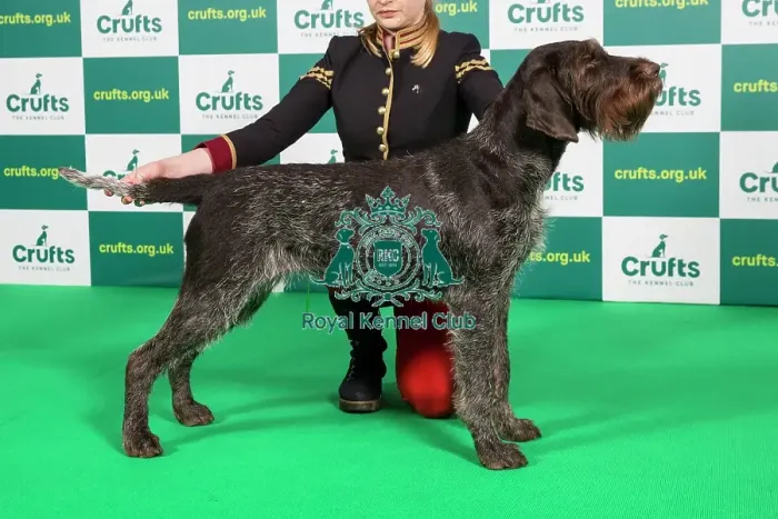 Framed Print : Best of Breed GERMAN WIREHAIRED POINTER Crufts 2023 Framed Print : Best of Breed GERMAN WIREHAIRED POINTER Crufts 2023