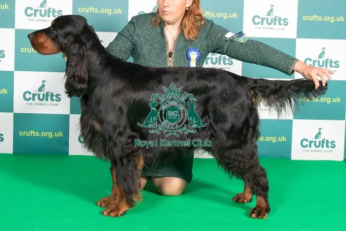 Framed Print : Best of Breed Gordon Setter Crufts 2022 Framed Print : Best of Breed Gordon Setter Crufts 2022