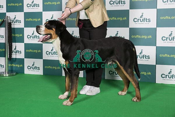 Best of Breed Great Swiss Mountain Dog Crufts 2022