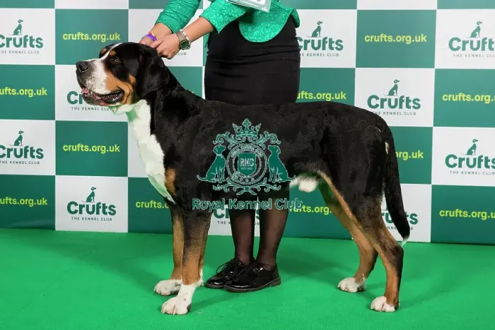 Framed Print : Best of Breed GREAT SWISS MOUNTAIN DOG Crufts 2023 Framed Print : Best of Breed GREAT SWISS MOUNTAIN DOG Crufts 2023